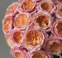 Image 8 of VICTORIAN SECRET ROSE