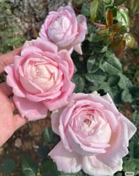 Image 8 of AMAZING GRACE ROSE