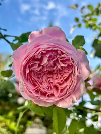Image 8 of SPIRIT OF FREEDOM CLIMBING ROSE (Ausbite)