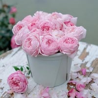 Image 8 of Pre-Order - MISAKI ROSE