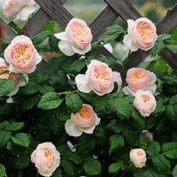 Image 2 of HAN XIAN CLIMBING ROSE