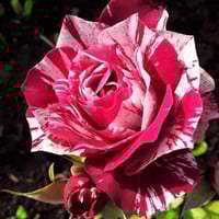 Image 2 of Pre-Order - JULIO IGLESIAS ROSE