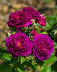 Image 7 of Pre-Order - EBB TIDE ROSE