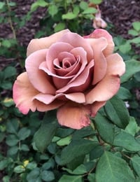 Image 8 of KOKO LOKO ROSE