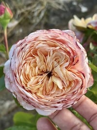 Image 7 of DOMAINE DE CHANTILLY ROSE