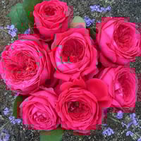 Image 8 of PAS DE DEUX ROSE