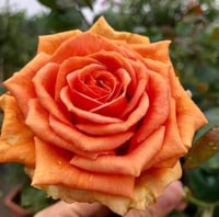 Image 2 of Pre-Order - BORA BORA ROSE