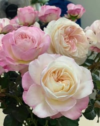 Image 8 of Pre-Order - KEIRA ROSE  (AUSboxer) 