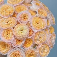 Image 8 of MICKEY BUBBLE ROSE