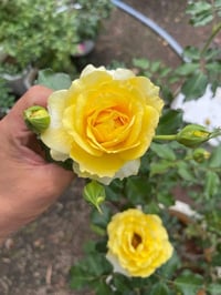 Image 3 of Pre-Order - GOLD BUNNY CLIMBER ROSE