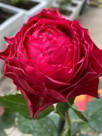 Image 9 of DARCULA’S KISS ROSE