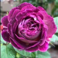 Image 8 of HUDDERSFIELD CHORAL SOCIETY ROSE