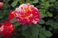 Image 9 of Pre-Order - MAURICE UTRILLO ROSE