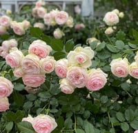 Image 1 of Pre-Order EDEN CLIMBER aka EDEN 85