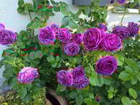 Image 8 of Pre-Order - MINERVA ROSE