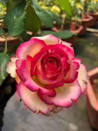 Image 1 of Pre-Order - MONROE aka COLOR SHELL ROSE