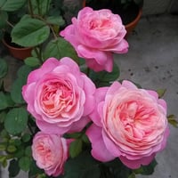 Image 1 of Pre-Order DREAM LIGHT ROSE