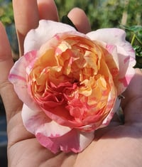 Image 8 of Pre-Order - EDOUARD MANET ROSE