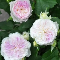 Image 8 of Pre-Order - BLUEMOON STONE ROSE