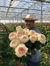 Image 9 of CHIFFON ROSE