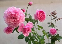 Image 8 of Pre-Order - BISHOP’S CASTLE (AUsbeck)