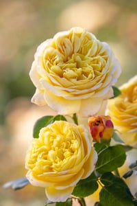 Image 1 of  CHARLES DARWIN ROSE (Auspeet)