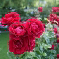 Image 9 of Pre-Order - DON JUAN CLIMBING ROSE