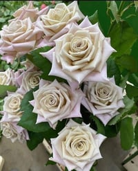Image 9 of Pre-Order - MENTA ROSE