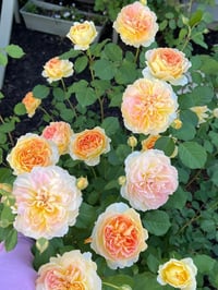 Image 2 of MOLINEUX ROSE (Ausmol)