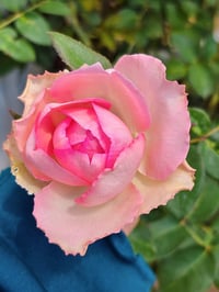 Image 2 of Pre-Order - BEVERLY ELEGANZA ROSE