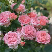 Image 9 of CORAIL GELEE ROSE