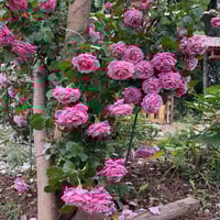 Image 9 of AGNES SCHILLINGER ROSE