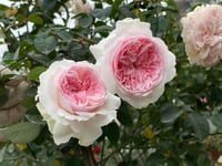 Image 3 of TRANQUILITY ROSE