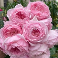 Image 9 of Pre-Order - MISAKI ROSE