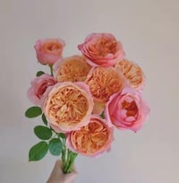 Image 9 of VICTORIAN SECRET ROSE