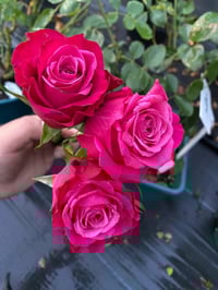 Image 9 of SUSAN ROSE