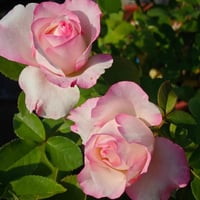 Image 9 of Pre-Order - NI CHANG ROSE