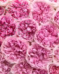 Image 9 of Pre-Order - MIRANDA (Ausimmon)