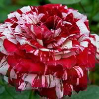 Image 3 of Pre-Order - JULIO IGLESIAS ROSE