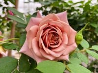 Image 9 of KOKO LOKO ROSE