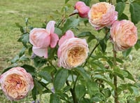 Image 8 of DOMAINE DE CHANTILLY ROSE