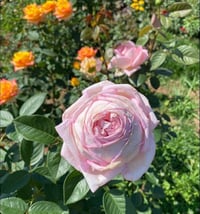 Image 9 of AMAZING GRACE ROSE