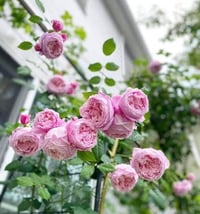 Image 9 of SPIRIT OF FREEDOM CLIMBING ROSE (Ausbite)