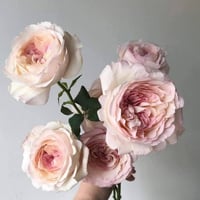 Image 9 of Pre-Order - KEIRA ROSE  (AUSboxer) 