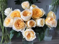 Image 10 of Pre-Order - BEATRICE ROSE