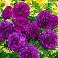 Image 8 of Pre-Order - EBB TIDE ROSE
