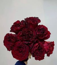 Image 10 of DARCULA’S KISS ROSE