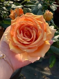 Image 3 of Pre-Order - BORA BORA ROSE