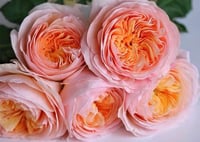 Image 3 of HAN XIAN CLIMBING ROSE