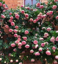 Image 2 of Pre-Order EDEN CLIMBER aka EDEN 85